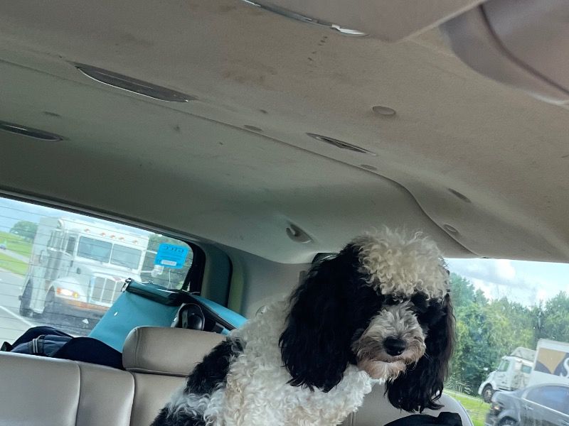 Chase – Cockapoo Male Dog for Adoption in North Carolina | Vaccinated
