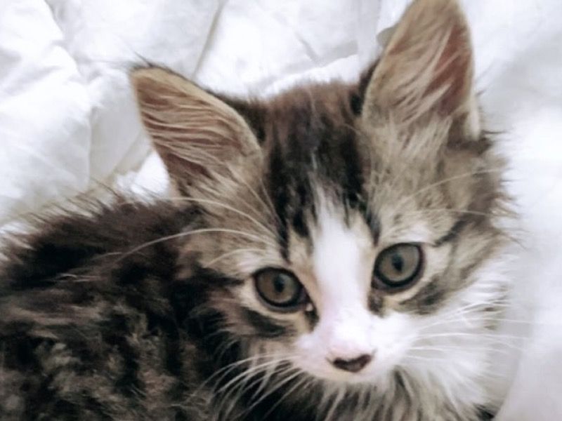 Issac – Ragdoll Male Cat for Socialization in Ontario
