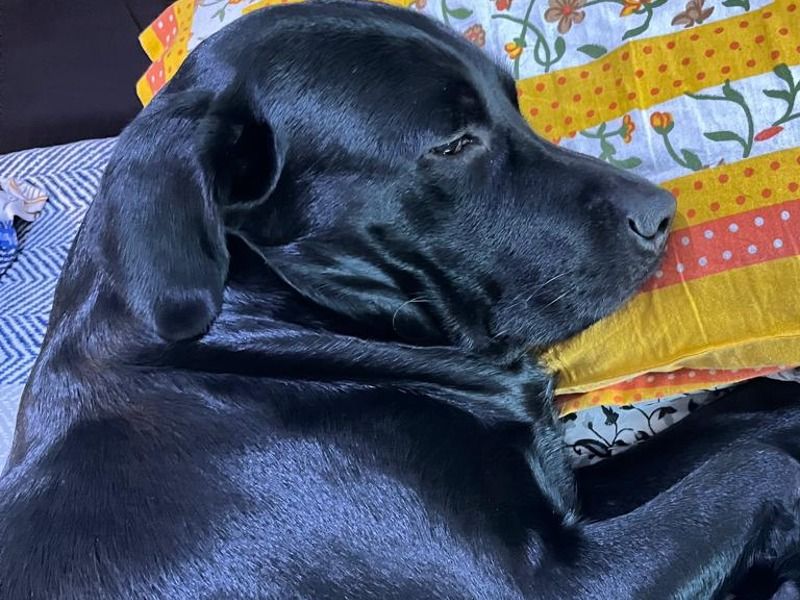 Max – English Labrador Retriever Stud Dog for Breeding in Maharashtra | Vaccinated