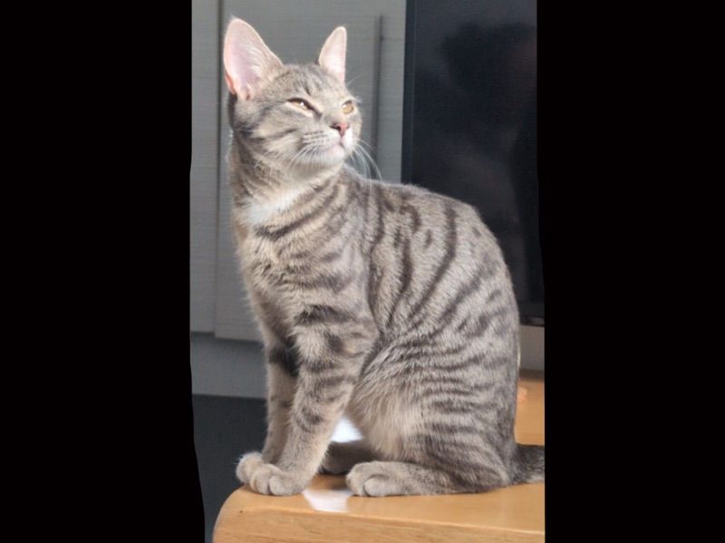 Daphne – Domestic Shorthair x Tabby Female Cat for Breeding in England | Vaccinated