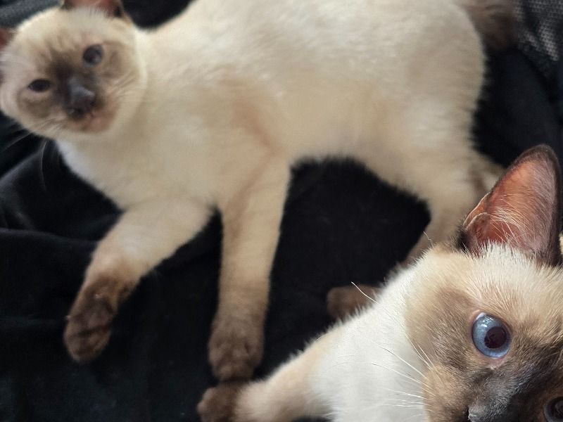 Rocky And Mason – Siamese Male Cat for Sale in Ontario