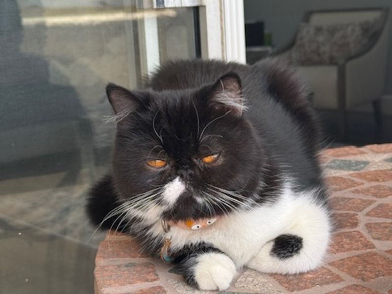 Cairo – Persian Female Cat for Breeding in California | Vaccinated
