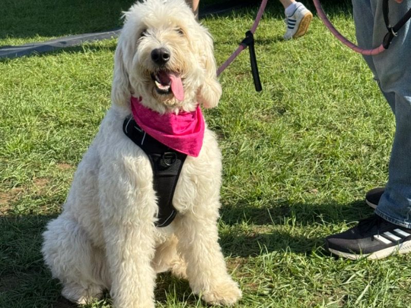 Nala – Goldendoodle x Goldendoodle Female Dog for Breeding in England | Vaccinated