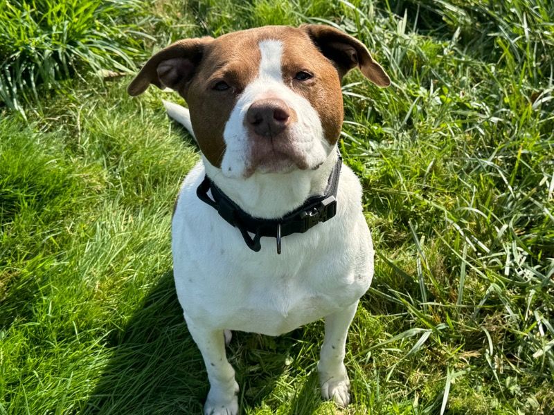 Duke – German Pit Male Dog for Adoption in Washington | Vaccinated