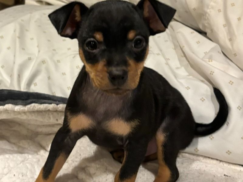 Junoir – Miniature Pinscher Male Dog for Sale in California | Vaccinated