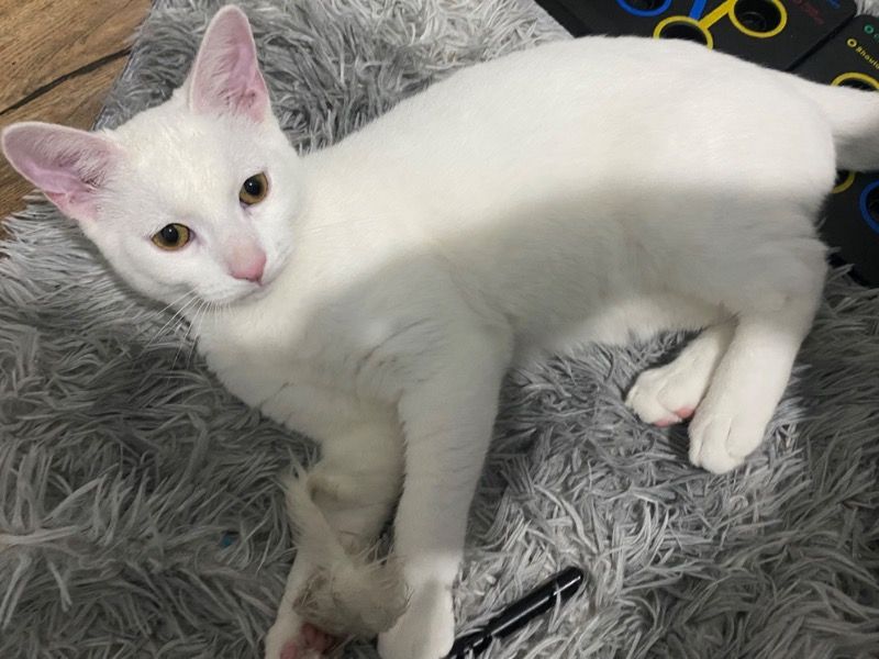 Snowy – American Shorthair Male Cat for Sale in England | Vaccinated