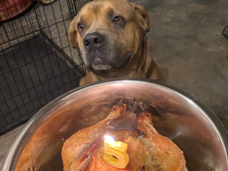 Kane – Cane Corso Stud Dog for Breeding in Georgia | Vaccinated