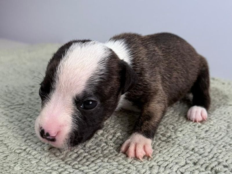 Pearl – Brindle Pitbull Female Dog for Sale in Utah | Vaccinated