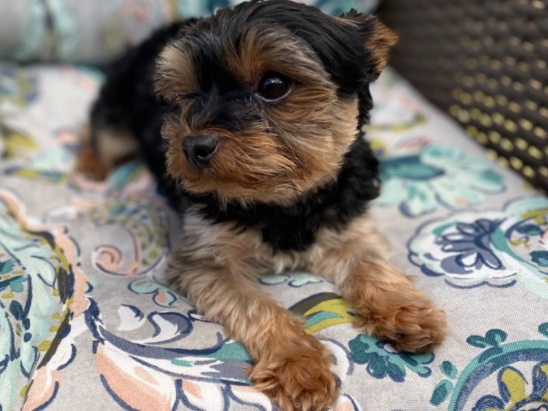Scooter – Yorkshire Terrier Stud Dog for Breeding in North Carolina | Vaccinated