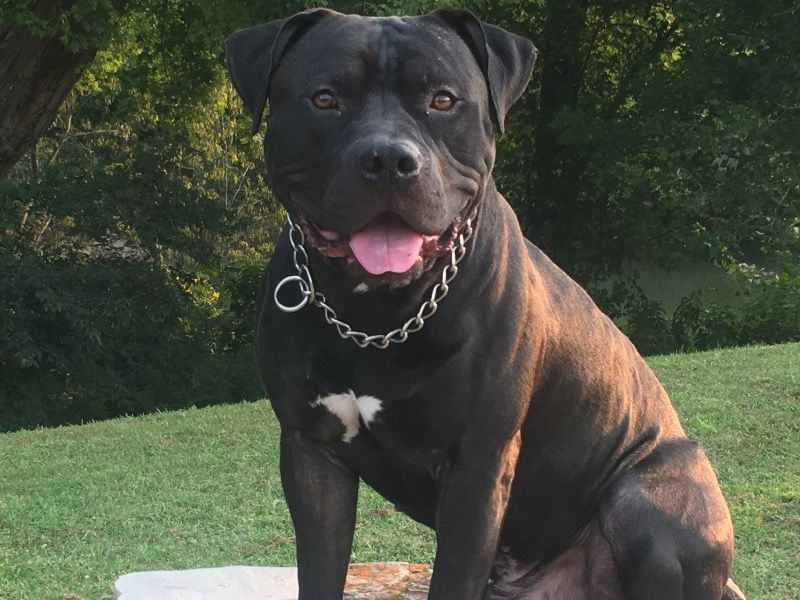 Shadow – American PitBull Terrier Stud Dog for Breeding in Tennessee | Vaccinated
