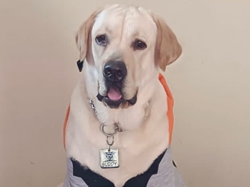 Buddy – Labrador Retriever Stud Dog for Breeding in Uttar Pradesh | Vaccinated