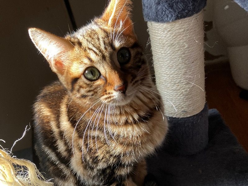 Leia – Bengal x Applehead Siamese Female Cat for Sale in Wisconsin | Vaccinated
