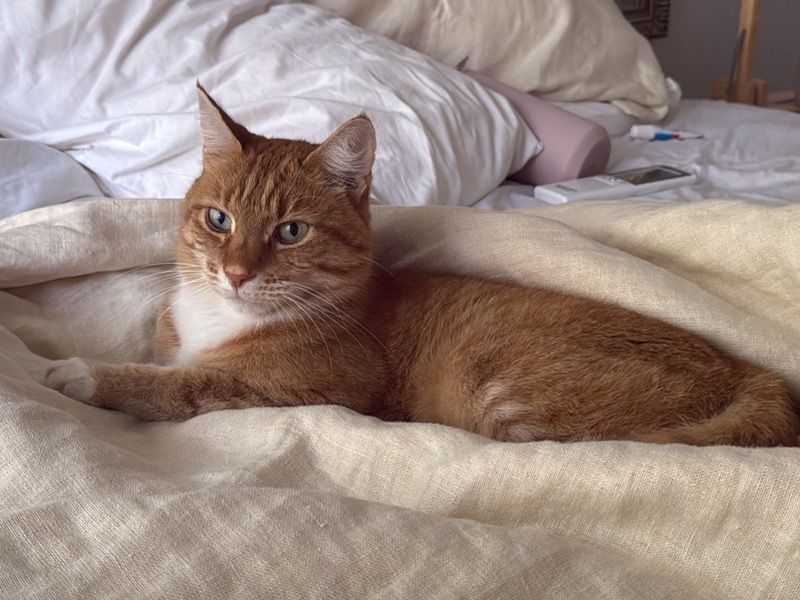 Elliot – Domestic Shorthair Male Cat for Sale in South Australia | Vaccinated