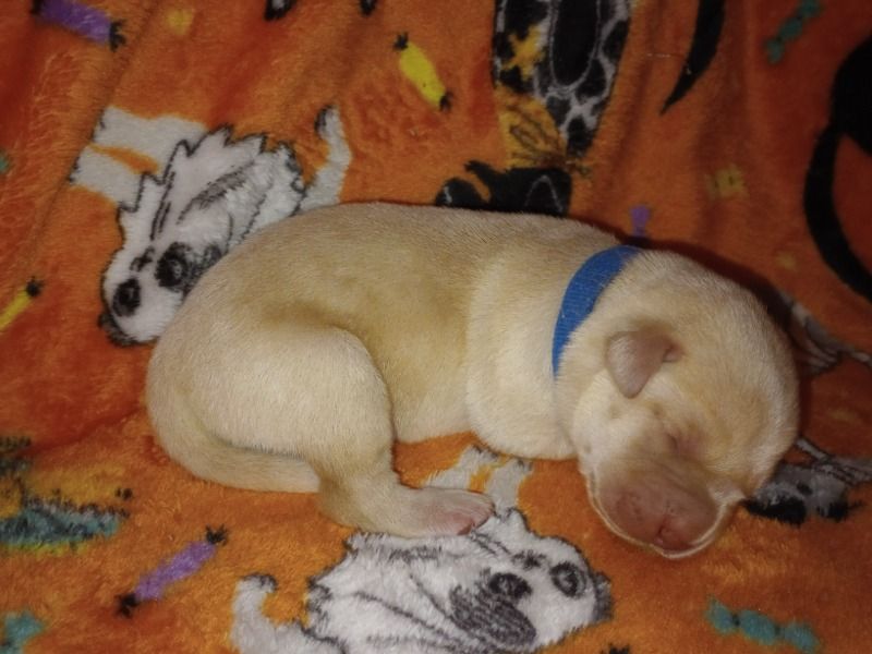 Frosty – Labrador Retriever Male Dog for Sale in New Mexico | Vaccinated