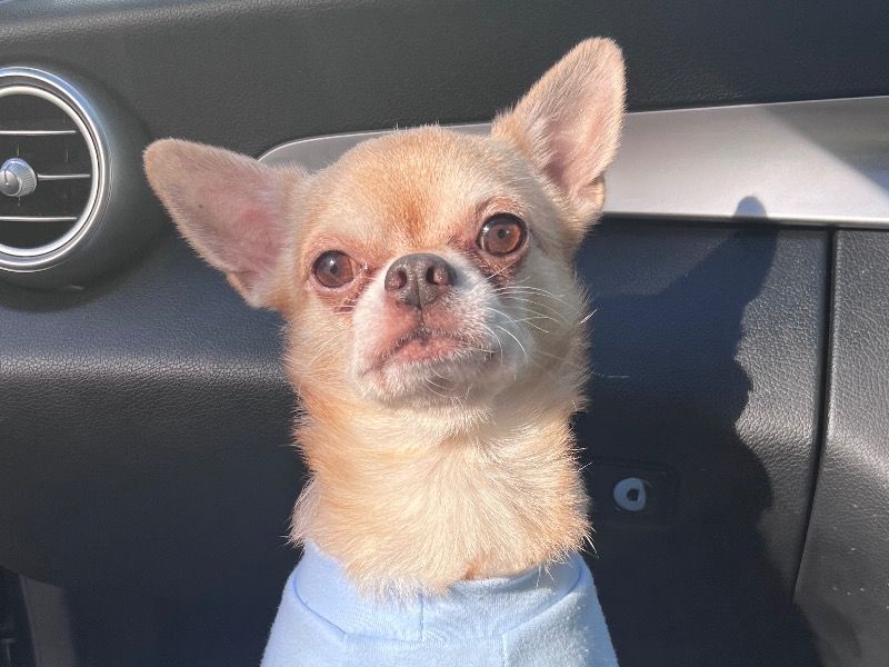 Rocky – Teacup Chihuahua Stud Dog for Breeding in England