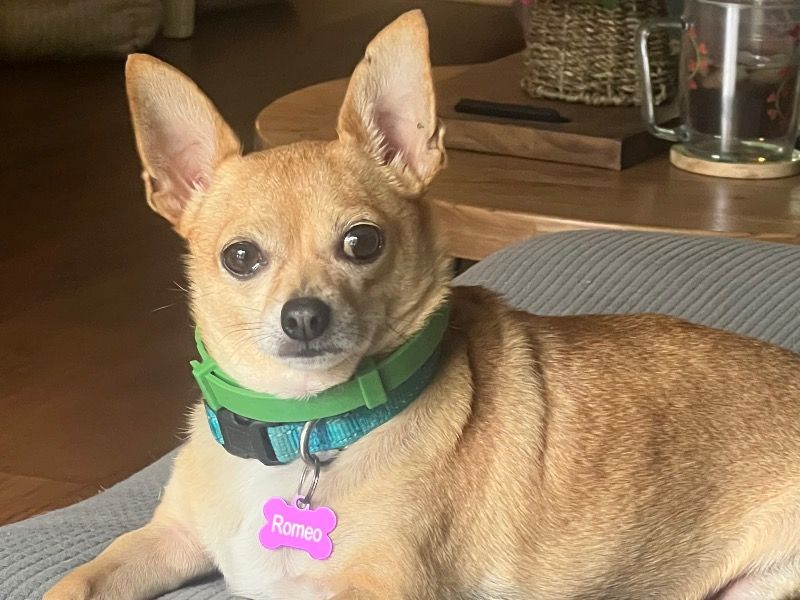 Romeo – Chihuahua Male Dog for Adoption in North Carolina