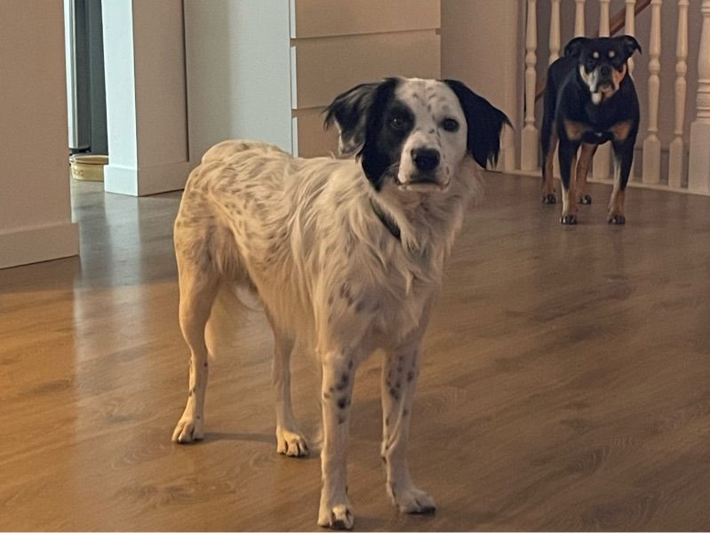 Leo – Australian Cattle Dog x English Springer Spaniel Stud Dog for Breeding in Ontario | Vaccinated