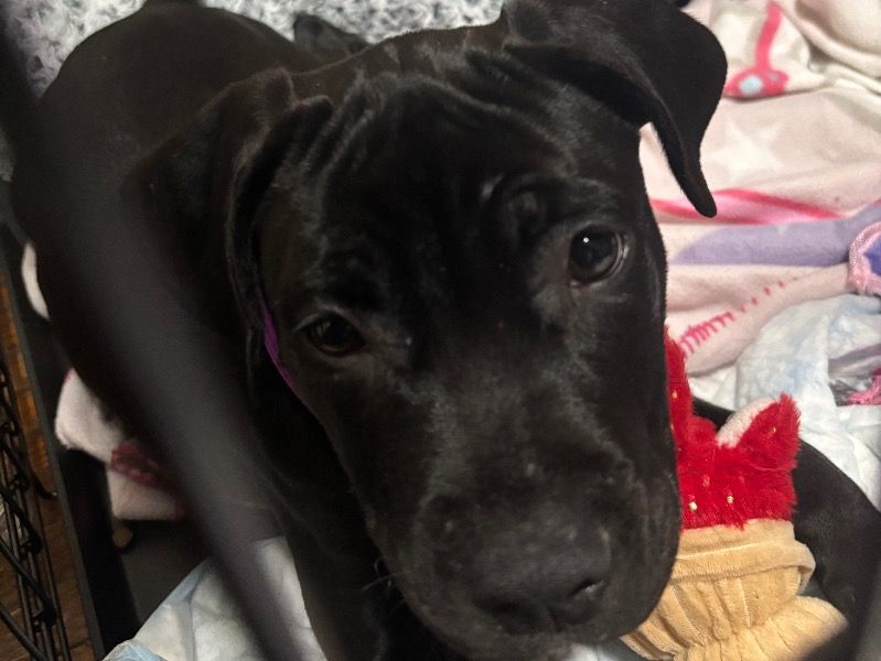 Jewels – Cane Corso Female Dog for Sale in Ohio