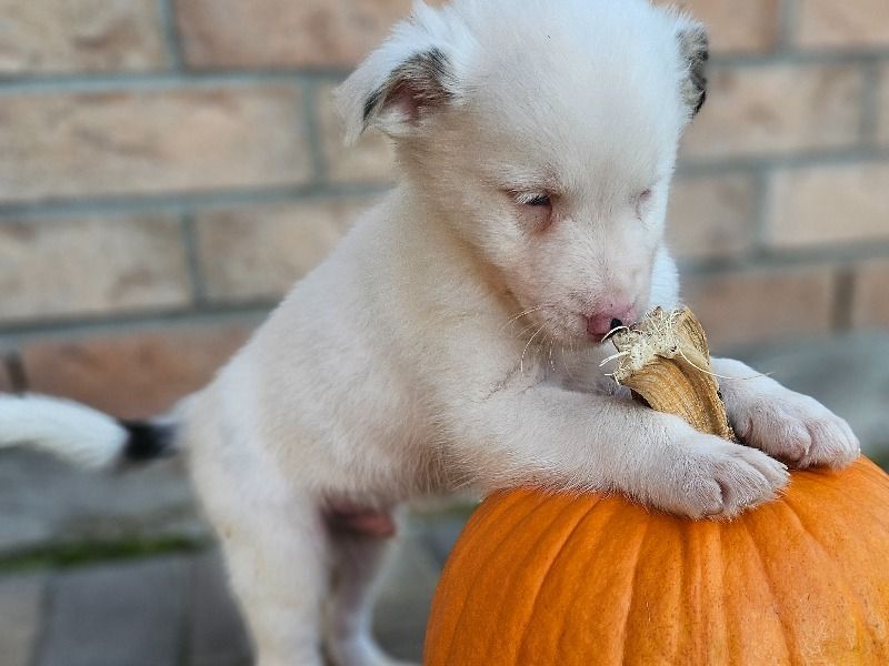 Snowball – Australian Shepherd x Border Aussie Male Dog for Sale in Ontario | Vaccinated