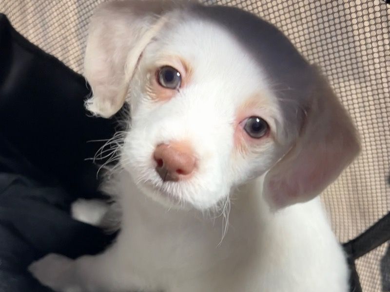 Sassy – Maltese x Chihuahua Female Dog for Sale in Texas