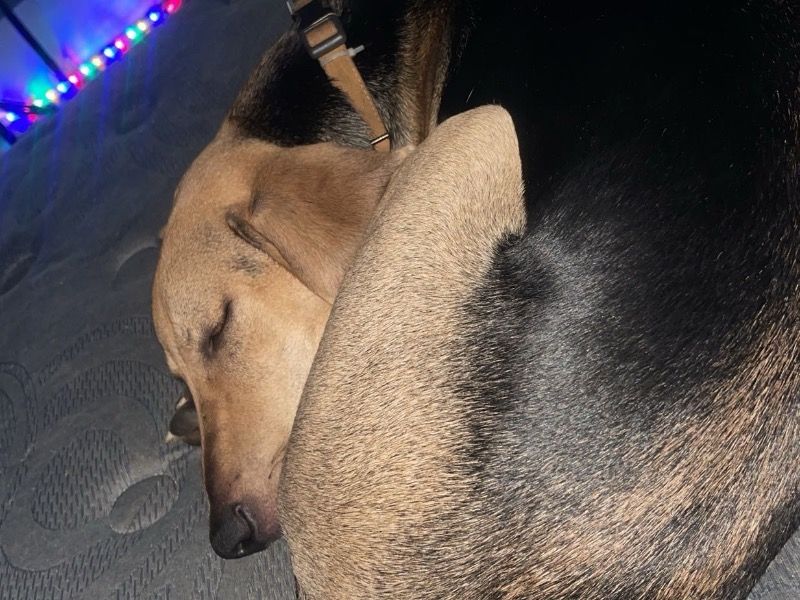 Blitz – Treeing Walker Coonhound Male Dog for Adoption in Pennsylvania | Vaccinated