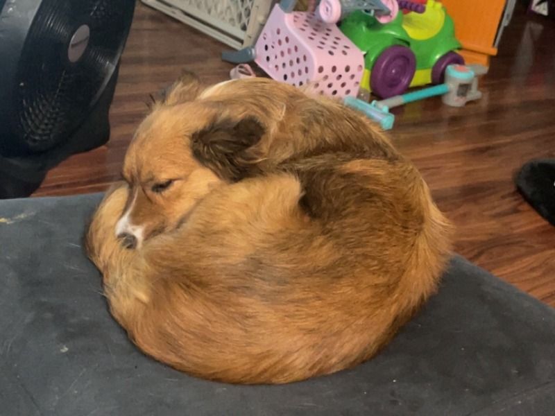 Nova – Australian Shepherd Female Dog for Adoption in Michigan | Vaccinated