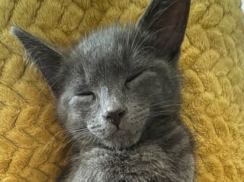 Apollo – British Shorthair x Chartreux Stud Cat for Breeding in England | Vaccinated