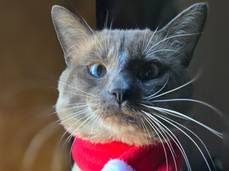 Uno – Flame Point Siamese x Ragdoll Stud Cat for Breeding in Arizona | Vaccinated