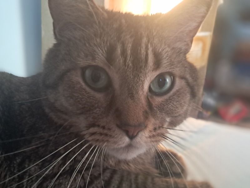 Junior – Tabby x Siamese Male Cat for Adoption in Colorado | Vaccinated