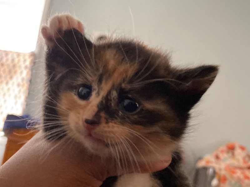You Choose – Tuxedo Cat x Tabby Female Cat for Sale in Illinois