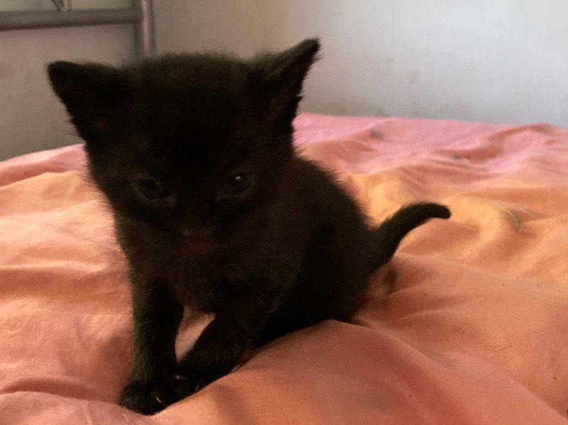 You Choose – Bombay x Tuxedo Cat Male Cat for Sale in Illinois