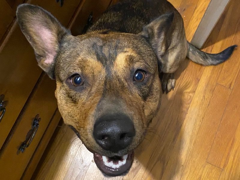 Rocky – American PitBull Terrier x American Staffordshire Terrier Male Dog for Adoption in New York | Vaccinated