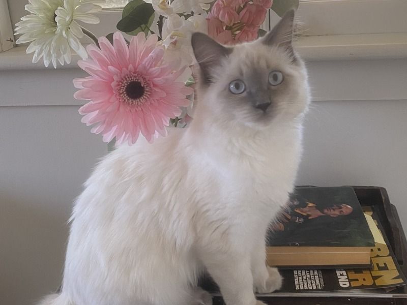 Ruby – Ragdoll Female Cat for Breeding in Queensland | Vaccinated