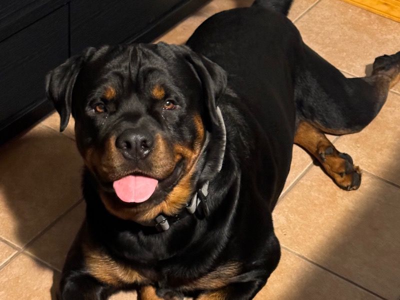 Tego – Rottweiler Stud Dog for Breeding in Indiana | Vaccinated