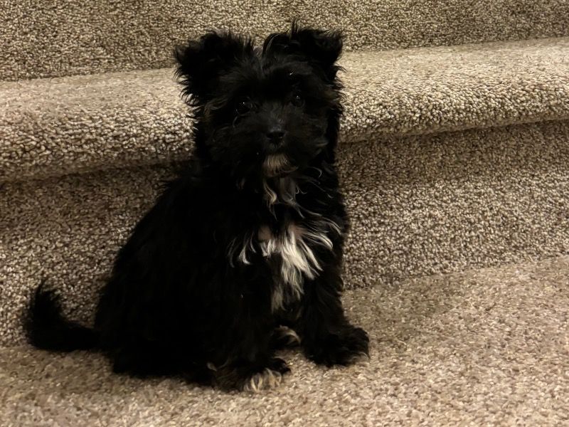 Skye – Yorkipoo Female Dog for Sale in Tennessee | Vaccinated