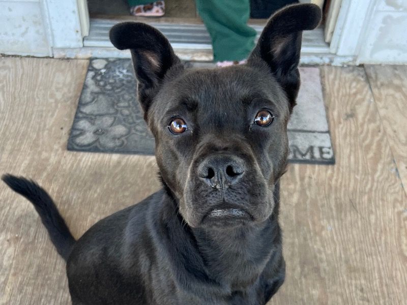 Maverick – Chow Chow x American PitBull Terrier Male Dog for Adoption in California | Vaccinated