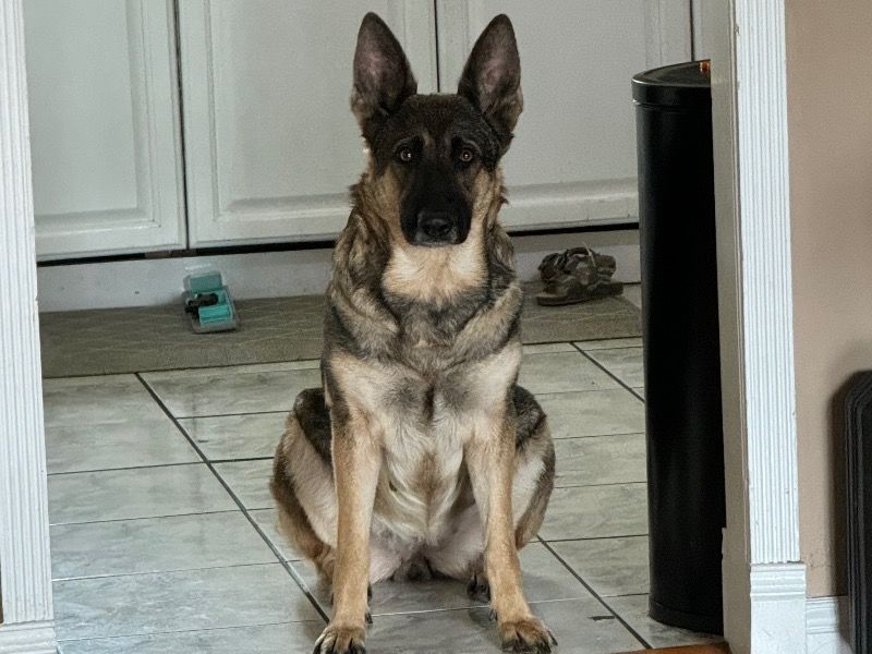 Roxy – Sable German Shepherd Female Dog for Breeding in California | Vaccinated