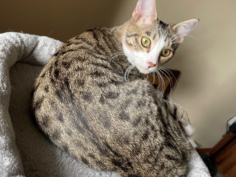Kiara – Bengal x Tabby Female Cat for Breeding in Washington | Vaccinated