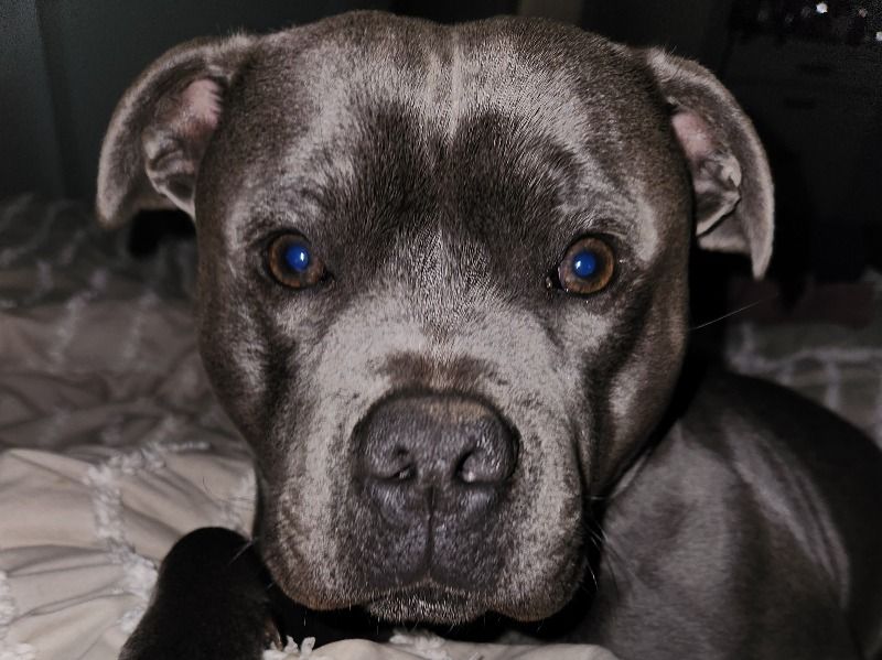 Enzo – Staffordshire Bull Terrier Stud Dog for Breeding in Queensland | Vaccinated