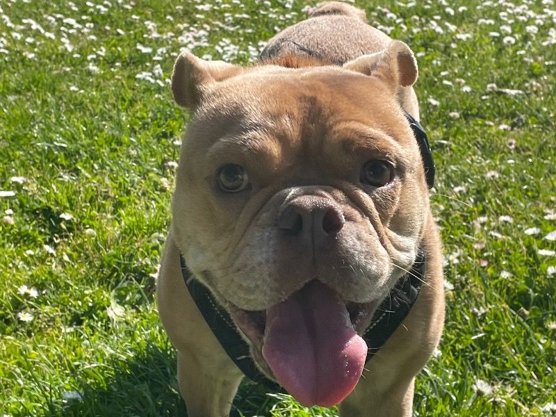 Kobe – American Bulldog x French Bulldog Male Dog for Adoption in California | Vaccinated