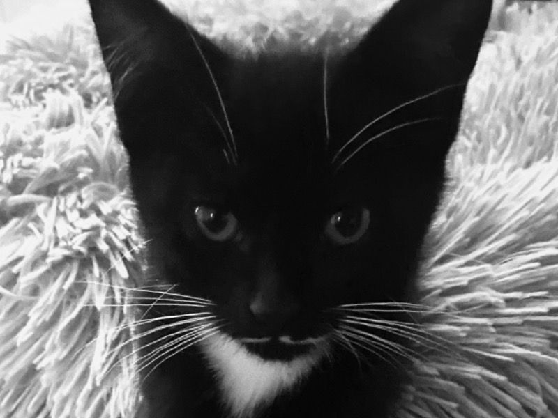 Pickle – Tuxedo Cat Female Cat for Adoption in Oregon