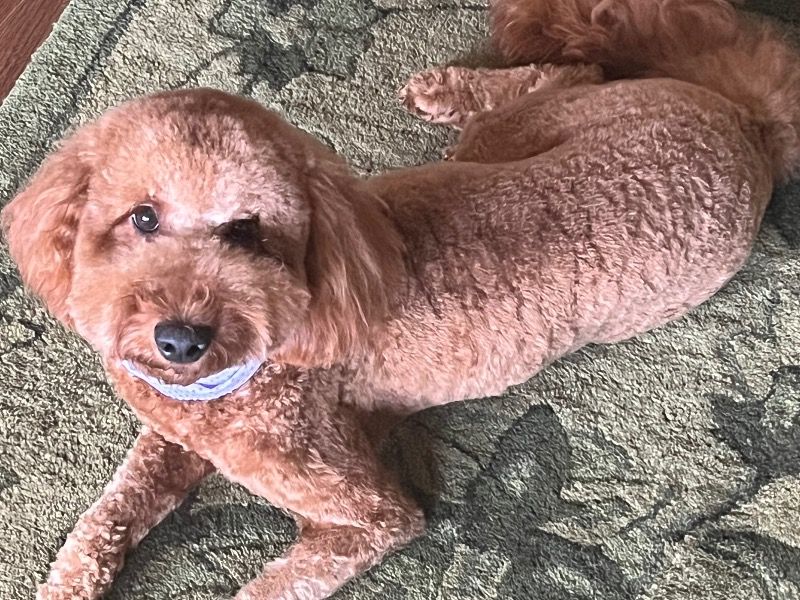 Oliver – Mini Golden Doodle Male Dog for Sale in Texas | Vaccinated