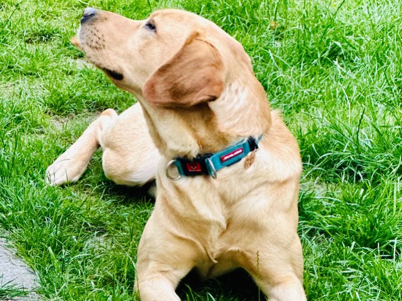 Simba – Labrador Retriever Stud Dog for Breeding in England | Vaccinated