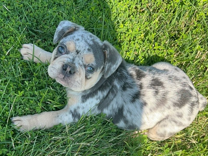 Skye – French Bulldog Female Dog for Sale in Indiana | Vaccinated