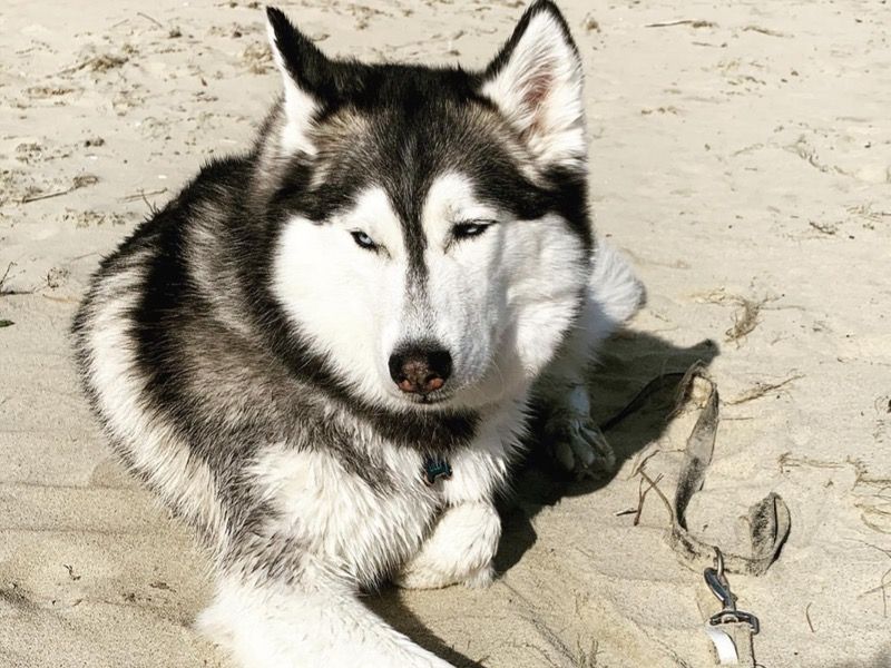 Lilly – Siberian Husky x Alaskan Malamute Female Dog for Adoption in Virginia | Vaccinated