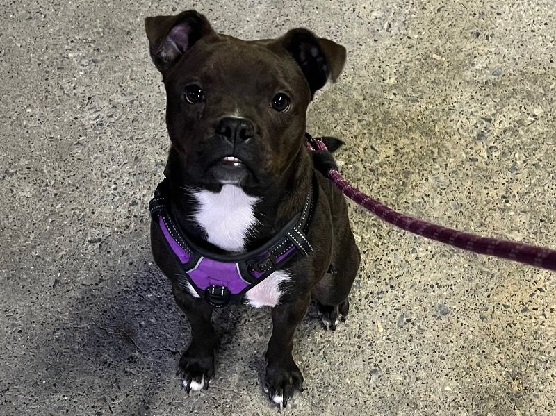 Rosie – Pit Bull Terrier Female Dog for Adoption in New York | Vaccinated