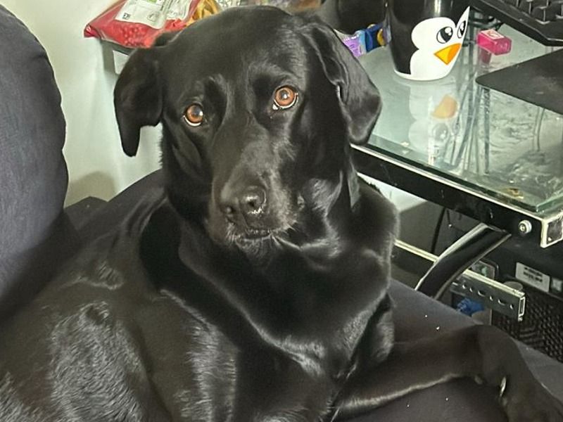 Maia – Labrador Retriever Female Dog for Breeding in England | Vaccinated