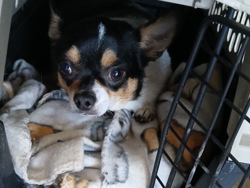 Pebbles – Chihuahua Female Dog for Sale in Colorado | Vaccinated
