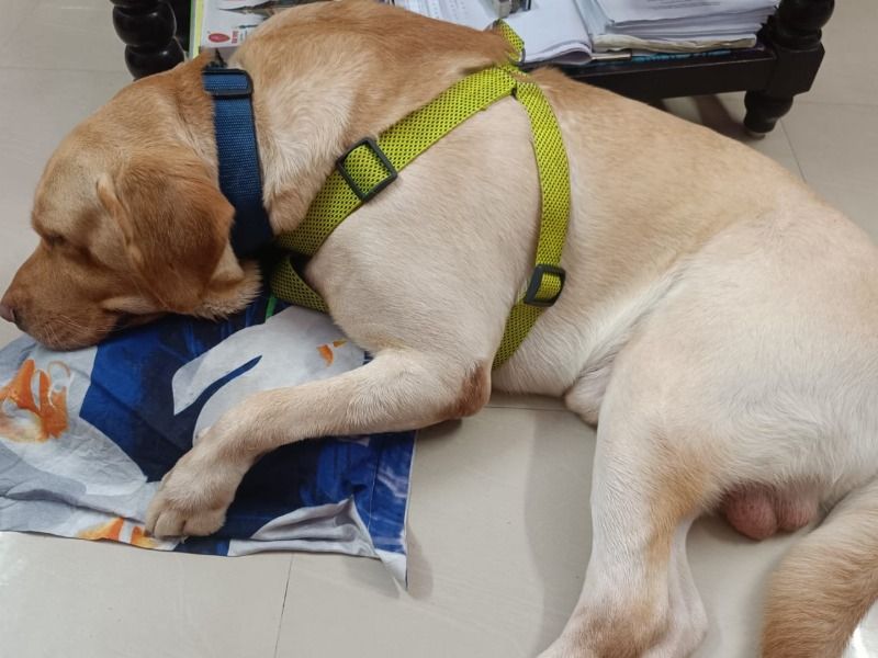 Max – Labrador Retriever Stud Dog for Breeding in Tamil Nadu | Vaccinated