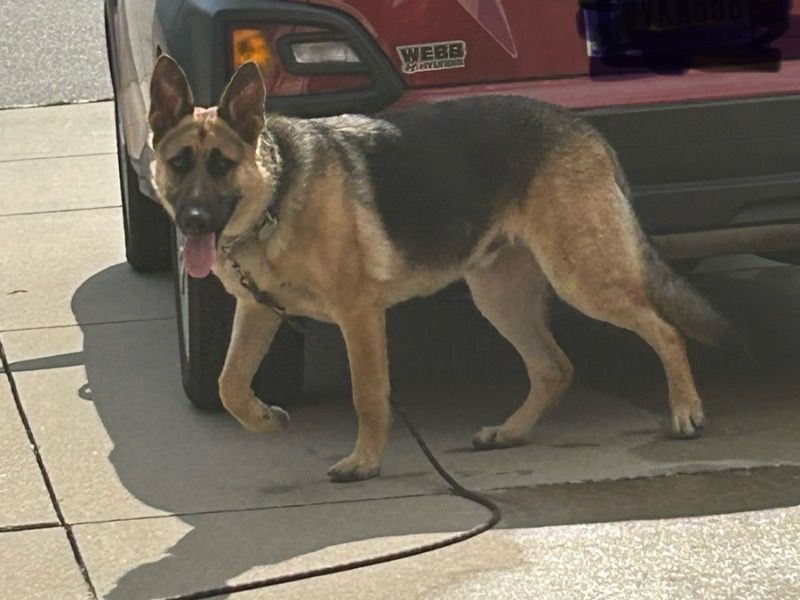 Peno – German Shepherd Male Dog for Sale in Indiana | Vaccinated